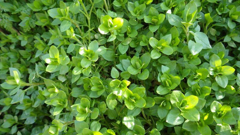 Ansicht von Kräutern