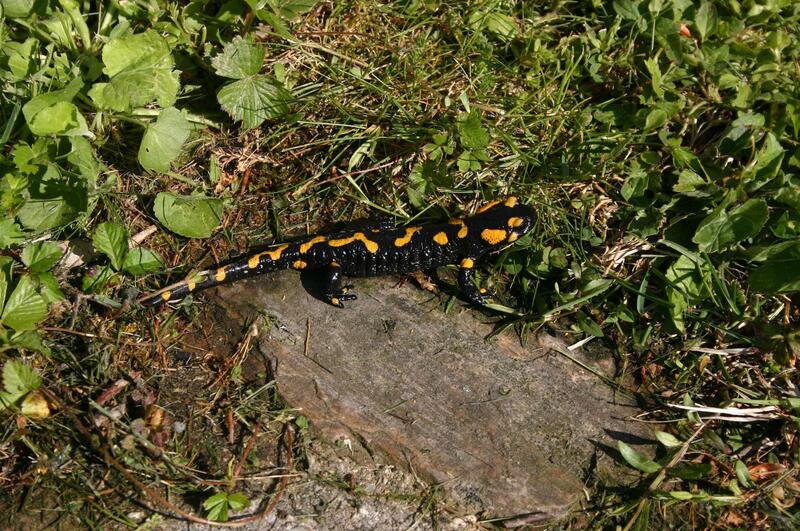 Feuersalamander
