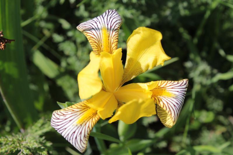 Ansicht einer Buntschwertlilie