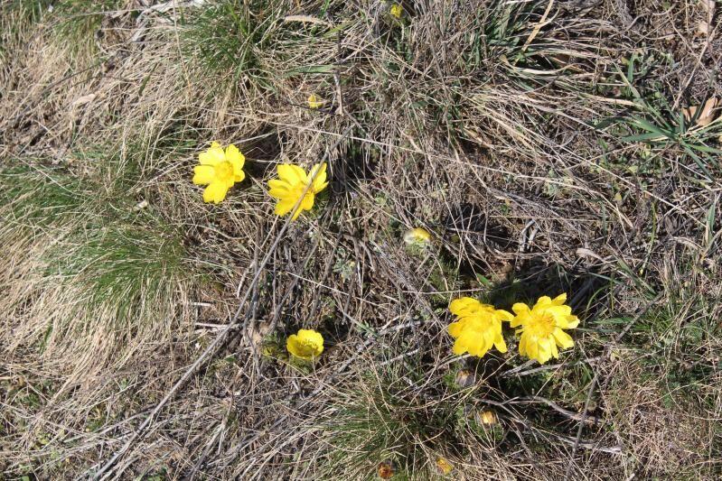 Ansicht einer Adonis-Vernalis