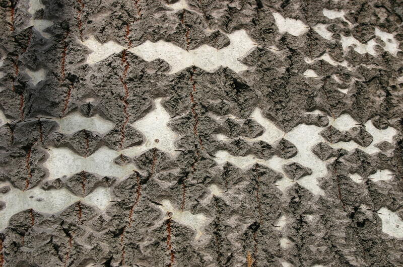 Ansicht einer Baumrinde - Pappel