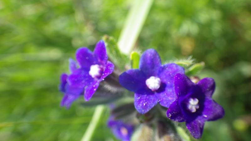 Ansicht einer Pflanze