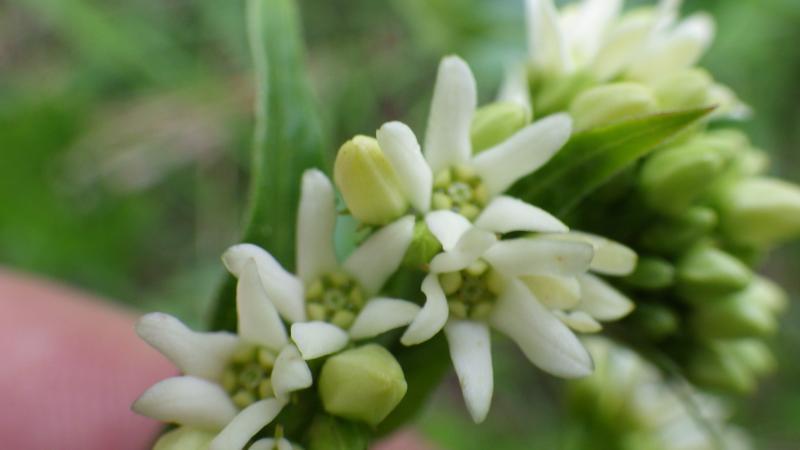 Ansicht einer Vincetoxicum-Hirundinaria