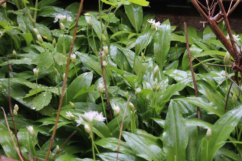 Ansicht von Bärlauch