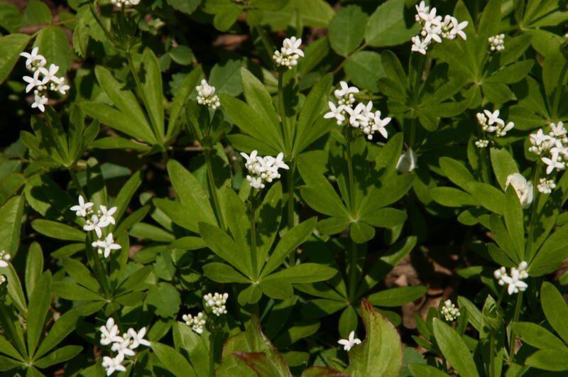 Ansicht einer Pflanze