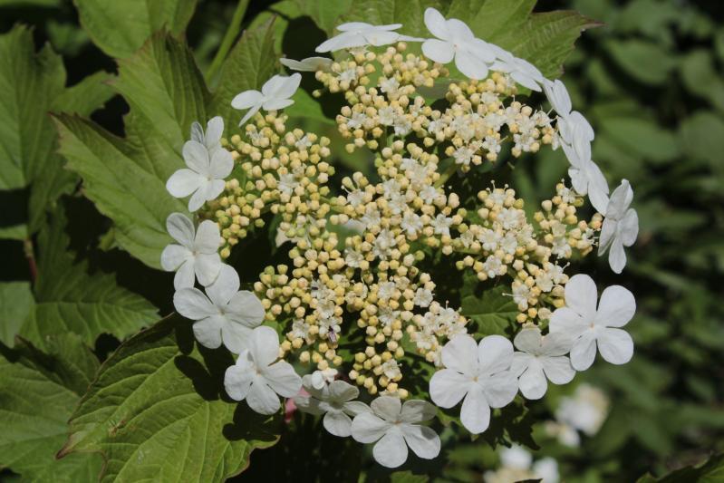 Ansicht einer Pflanze