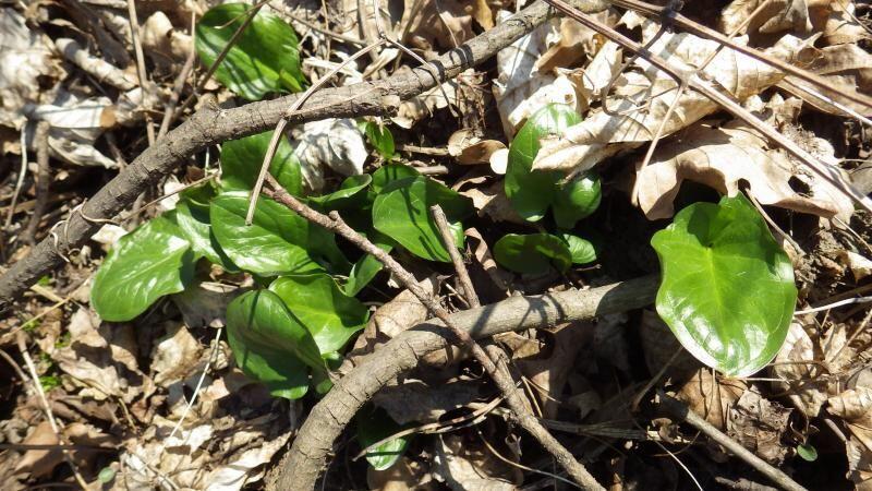 Ansicht eines Aronstabs