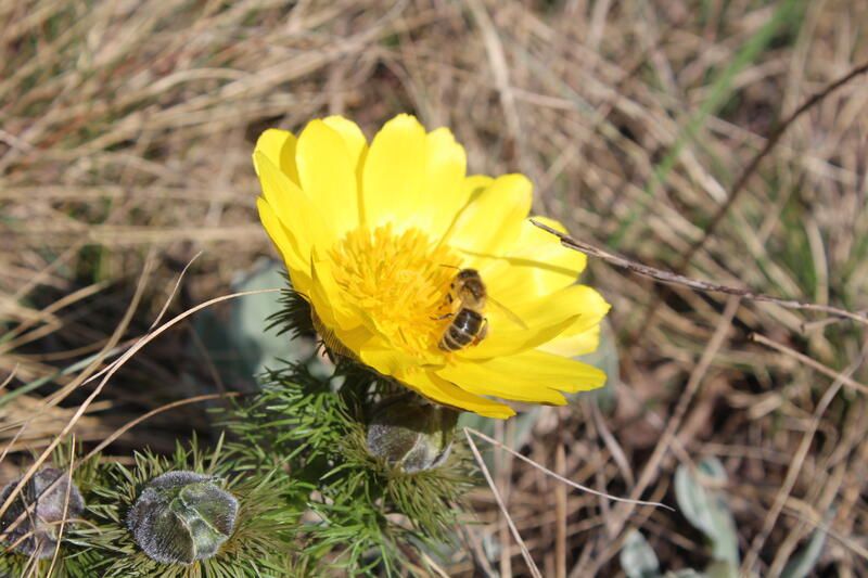 Frühlingsdaonisröschen